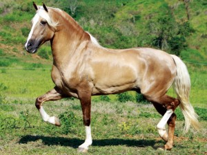 Pelagem dos Equídeos Alazã Amarilha | Laboratório Veterinário Santé