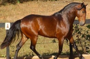 Pelagem dos Equídeos Castanha Zaina | Laboratório Veterinário Santé